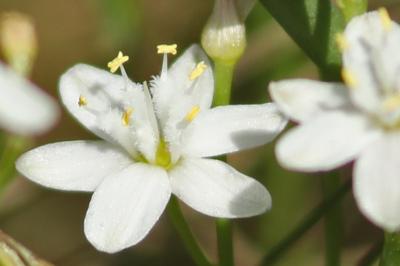 Simethis mattiazzii