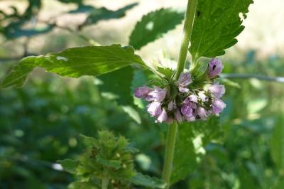 Ballota nigra