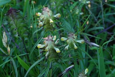 Melampyrum cristatum