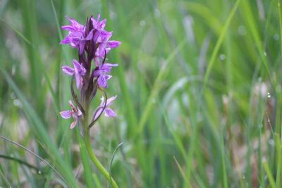 Dactylorhiza brennensis