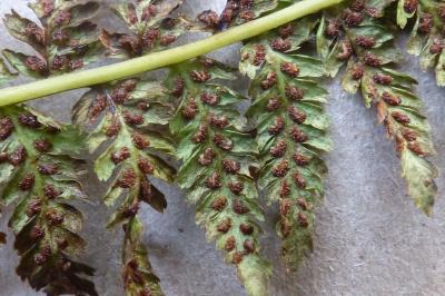 Athyrium filix-femina