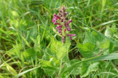 Stachys sylvatica
