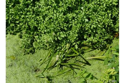 Nasturtium officinale