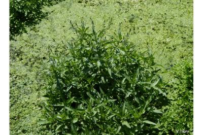 Veronica anagallis-aquatica