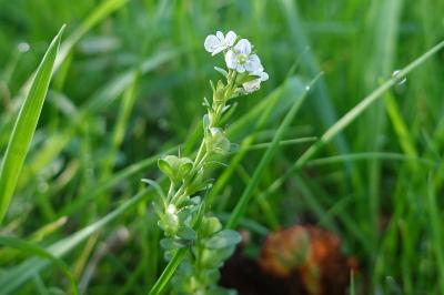 Veronica serpyllifolia