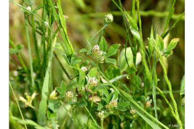 Trifolium striatum