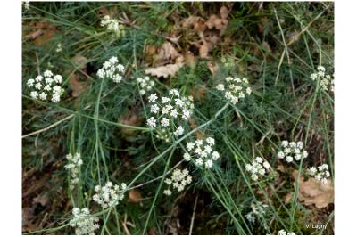 Seseli montanum