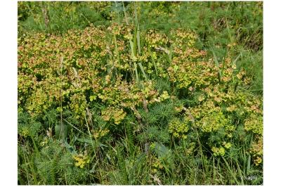Euphorbia cyparissias
