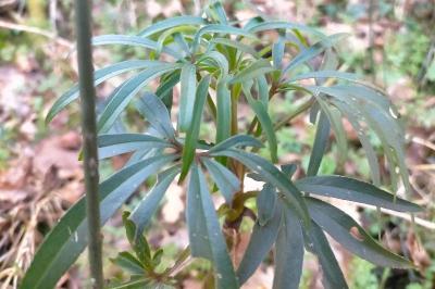 Helleborus foetidus