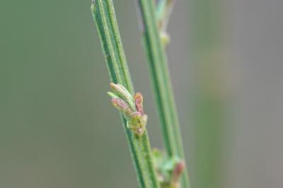 Cytisus scoparius