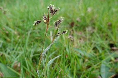 Luzula campestris