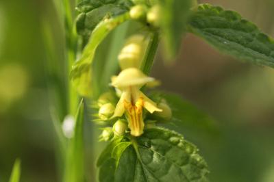 Lamium galeobdolon