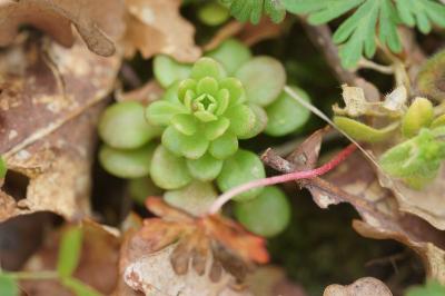 Sedum cepaea