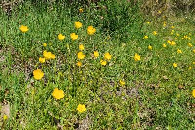 Ranunculus paludosus