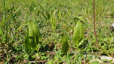 Ophioglossum vulgatum