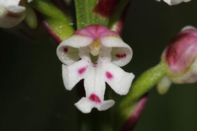 Neotinea ustulata