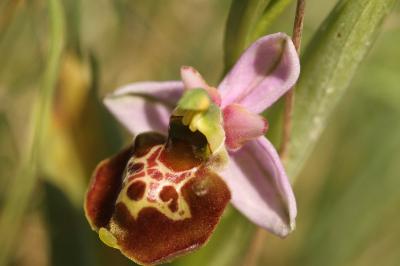 Ophrys holosericea