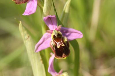 Ophrys x albertiana
