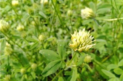 Trifolium ochroleucon