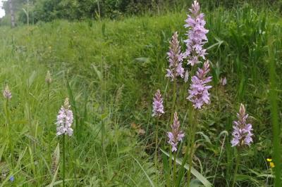 Dactylorhiza fuchsii