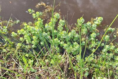 Hypericum elodes