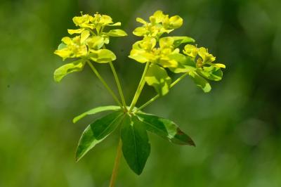 Euphorbia flavicoma