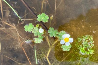 Ranunculus peltatus