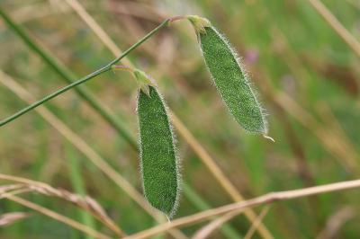 Lathyrus hirsutus