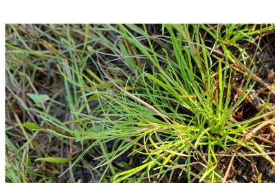 Isolepis fluitans