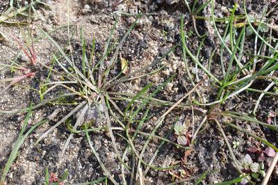 Littorella uniflora