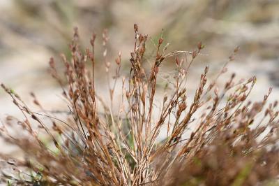 Juncus bufonius
