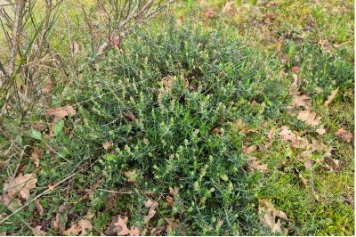 Cistus umbellatus