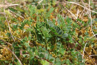 Hippocrepis comosa