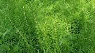 Equisetum telmateia