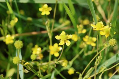 Ranunculus ophioglossifolius