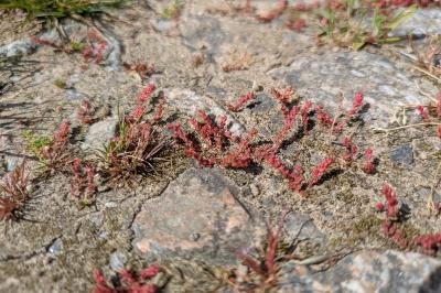 Crassula tillaea