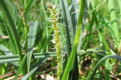 Carex hirta