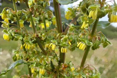 Rumex crispus