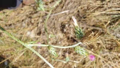 Carduus tenuiflorus