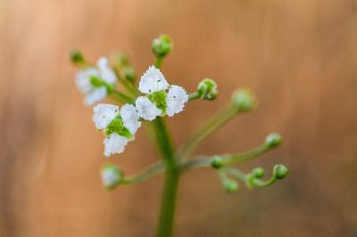 Caldesia parnassifolia