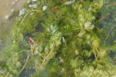 Myriophyllum spicatum