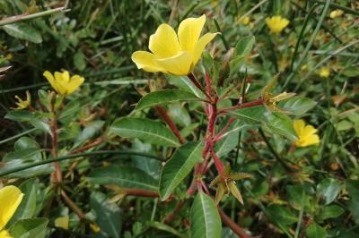 Ludwigia peploides