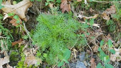 Jacobaea adonidifolia