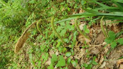 Carex pendula