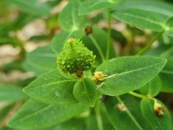 Euphorbia hyberna