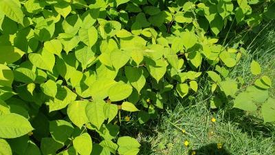 Reynoutria japonica