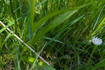 <i>Dactylorhiza majalis</i>