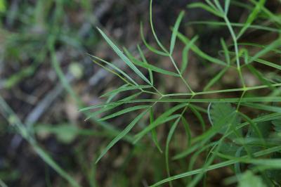 Peucedanum gallicum