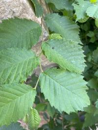 <i>Ulmus laevis</i>