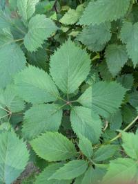 <i>Parthenocissus inserta</i>